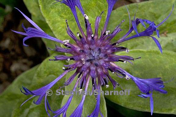 centaurea montana 2 graphic